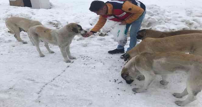 Tunceli’de Jandarma sokak hayvanlarını unutmadı