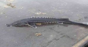 Havyarı 2 milyon liraya kadar çıkan balık Çemişgezek sularında bir kez daha görüldü