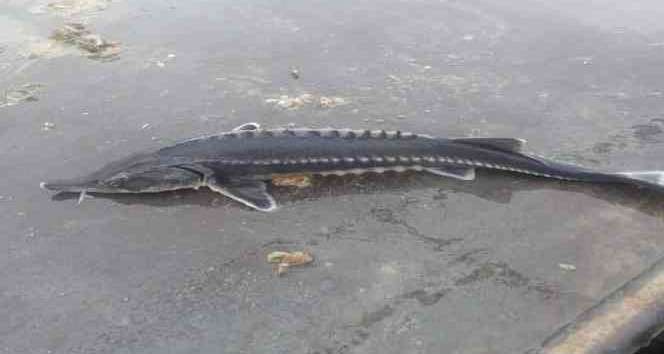 Havyarı 2 milyon liraya kadar çıkan balık Çemişgezek sularında bir kez daha görüldü