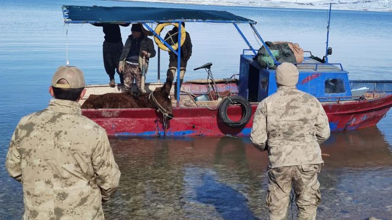 Dondurucu Kar ve Soğukta Adada Mahsur Kalan Atlar, Teknelerle Kurtarıldı