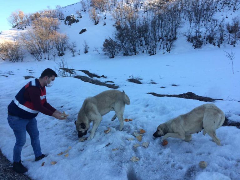 Mazgirt’te jandarma köy köy gezerek, sokak ve yaban hayatına yiyecek bıraktı