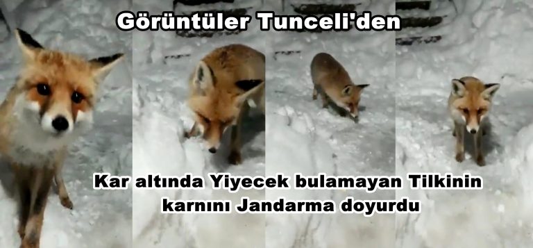 Kar altında Yiyecek bulamayan Tilkinin karnını Jandarma doyurdu