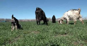 Yeni doğan keçiyi görenler gözlerine inanamadı: Hem tüysüz hem tek gözlü