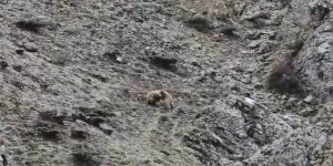 Kış uykusundan uyanan yavru ayıların oyun oynaması kameralara yansıdı.