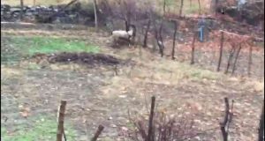 Tellere takılan dağ keçisi kurtarıldı