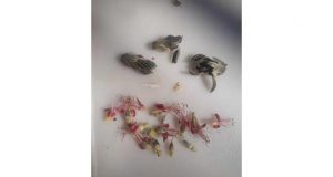 Çicek açan kayısı ağaçlarını don vurdu