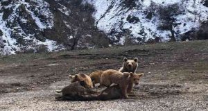 Tunceli’de şamua ve ayılar fotoğraflandı
