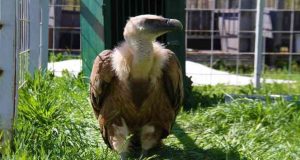 Nesli tükenme tehlikesi altında olan Mısır Akbabası tedavi altına alındı