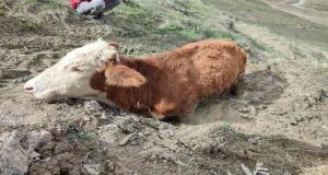 Vatandaşların uğraşları sonucu güçlükle çıkarıldı