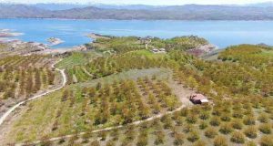 Kayısı ağaçlarını don vurdu