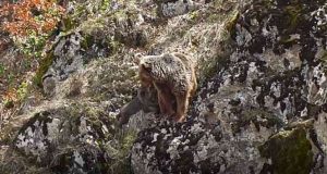 Görüntü Pülümür’den. Anne ayı yavru ayıyı zorlu yerlerde ağzıyla taşıdı