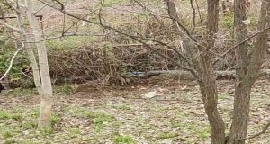 Tunceli’de yaban domuzu evin bahçesinde yavruladı