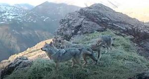 Tunceli’nin yaban hayatı fotokapan kameraya yansıdı
