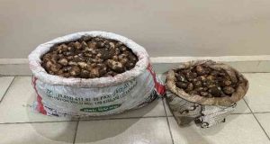 Salep soğanı toplayan 4 kişiye 436 bin lira para cezası