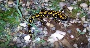 Tunceli’de lekeli Türk semenderi görüntülendi