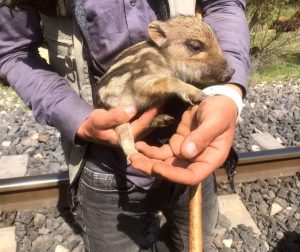 Çoban’ın, domuz yavrusuna gösterdiği şefkat içleri ısıttı