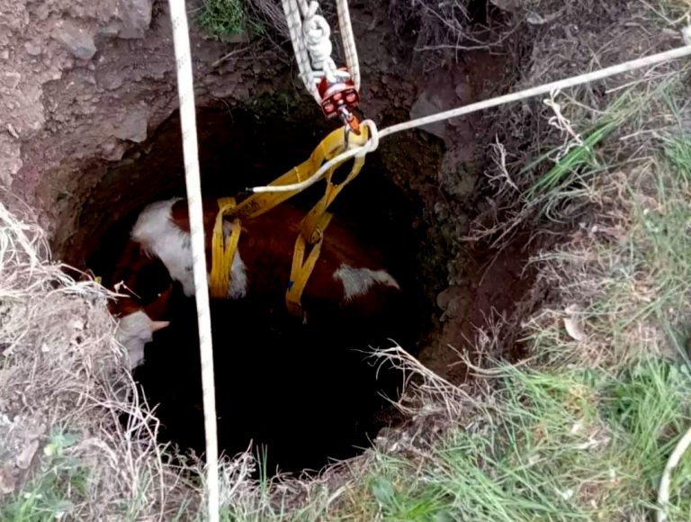 Derin kuyuya düşen inek, uzun çabalar sonucu kurtarıldı