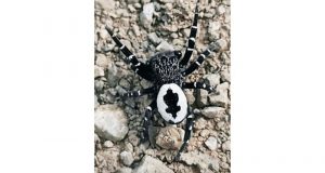 Tunceli’de fotoğraflanan örümcek, henüz keşfedilmemiş bir tür olabilir