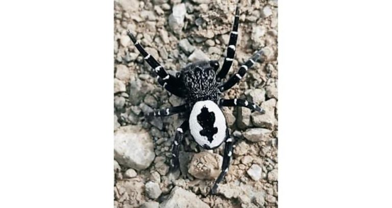 Tunceli’de fotoğraflanan örümcek, henüz keşfedilmemiş bir tür olabilir