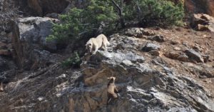Yaban hayvanlarının başı, köpeklerle dertte…