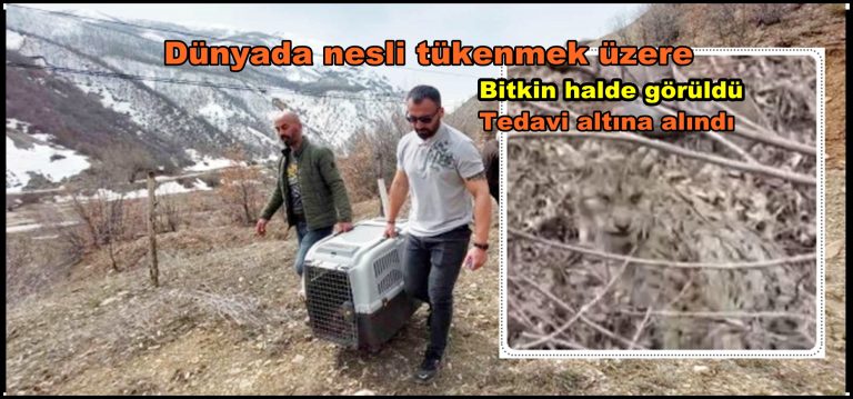 vatandaşların fark ettiği bitki haldeki Vaşak tedavi altına alındı