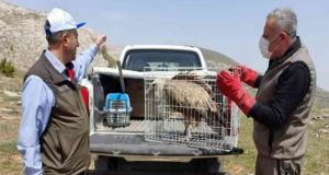 Sağlığına kavuşan Mısır Akbabası Özgürlüğüne geri döndü