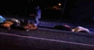 koyun sürüsüne Otomobil çarptı. 14 koyun telef oldu