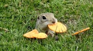 Tunceli’de sevimli bir fotoğraf. Kraker yiyen Sincabı doğa fotoğrafçısı görüntüledi