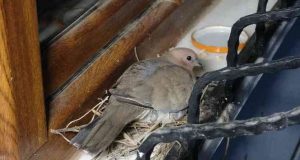 Yuva yapan kumru için bir odayı değiştirip, pencereyi iptal ettiler