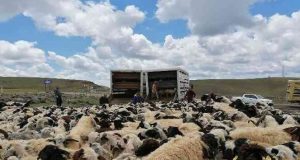 Muhtarın öldürüldüğü sürü kavgası sonrası 4 bin 500 küçükbaş ilçe dışına taşındı