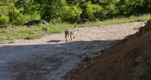 Pülümür Vadisi’nde kurt fotoğraflandı
