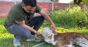 Elazığ’da yeni doğan buzağı şoke etti
