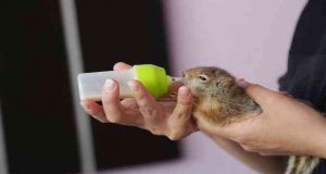 Tunceli’de anneleri ölen yavru sincaplar biberonla besleniyor