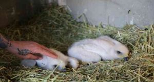 Annesinin terk ettiği yavru kartallar koruma altına alındı