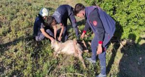 Definecilerin kazdığı kuyuya düşen keçi kurtarıldı