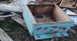 Ayılar çok sayıda arı kovanına zarar verdi