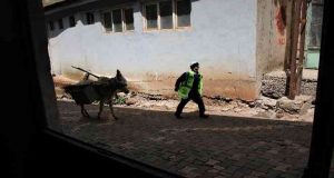 Dar sokaklardaki çöpler ‘Kadrolu eşeklere’ emanet