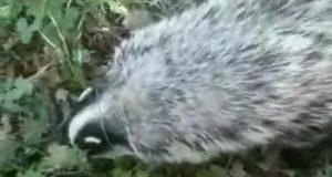 Mazgirt ilçesinde kırmızı listede olan porsuk görüntülendi