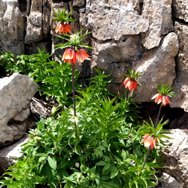 Çemişgezek’te ters laleler görsel şölen sunuyor