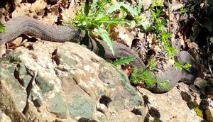 Elazığ’da görülen 3 metrelik yılan panik yaşattı