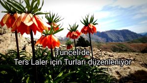 Tunceli’de ters laleler için turlar düzenleniyor