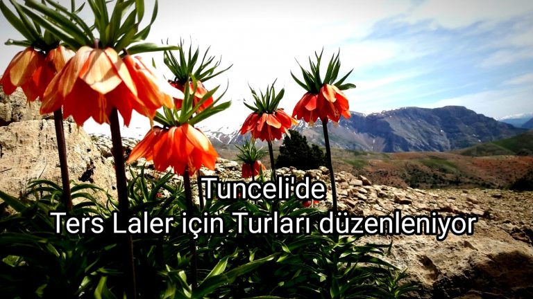 Tunceli’de ters laleler için turlar düzenleniyor