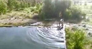 Havuza düşen ineği vatandaş kurtardı