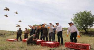 Elazığ’da doğaya 500 keklik bırakıldı