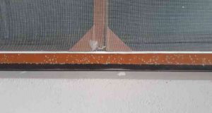 Elazığ’da ‘yaprak biti’ bahçe ve evleri sardı, ekipler çalışma başlattı