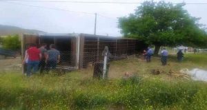 Hayvan yüklü tır yan yattı. 170 Hayvan telef oldu