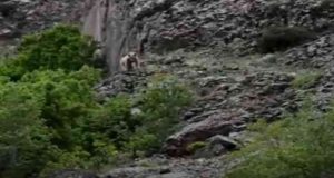 Pülümür ilçesinde yiyecek arayan 2 bozayı görüntülendi