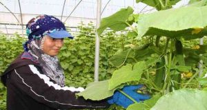 Elazığ da salatalık hasadı başladı