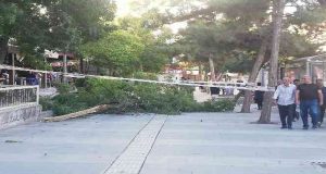 Elazığ’da etkili olan fırtınada devrilen ağacın altında kalan vatandaş yaralandı