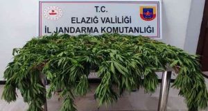 Kenevir tarlasına droneli operasyon. 1 kişi gözaltına alındı